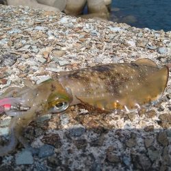 竹野~諸寄をランガン